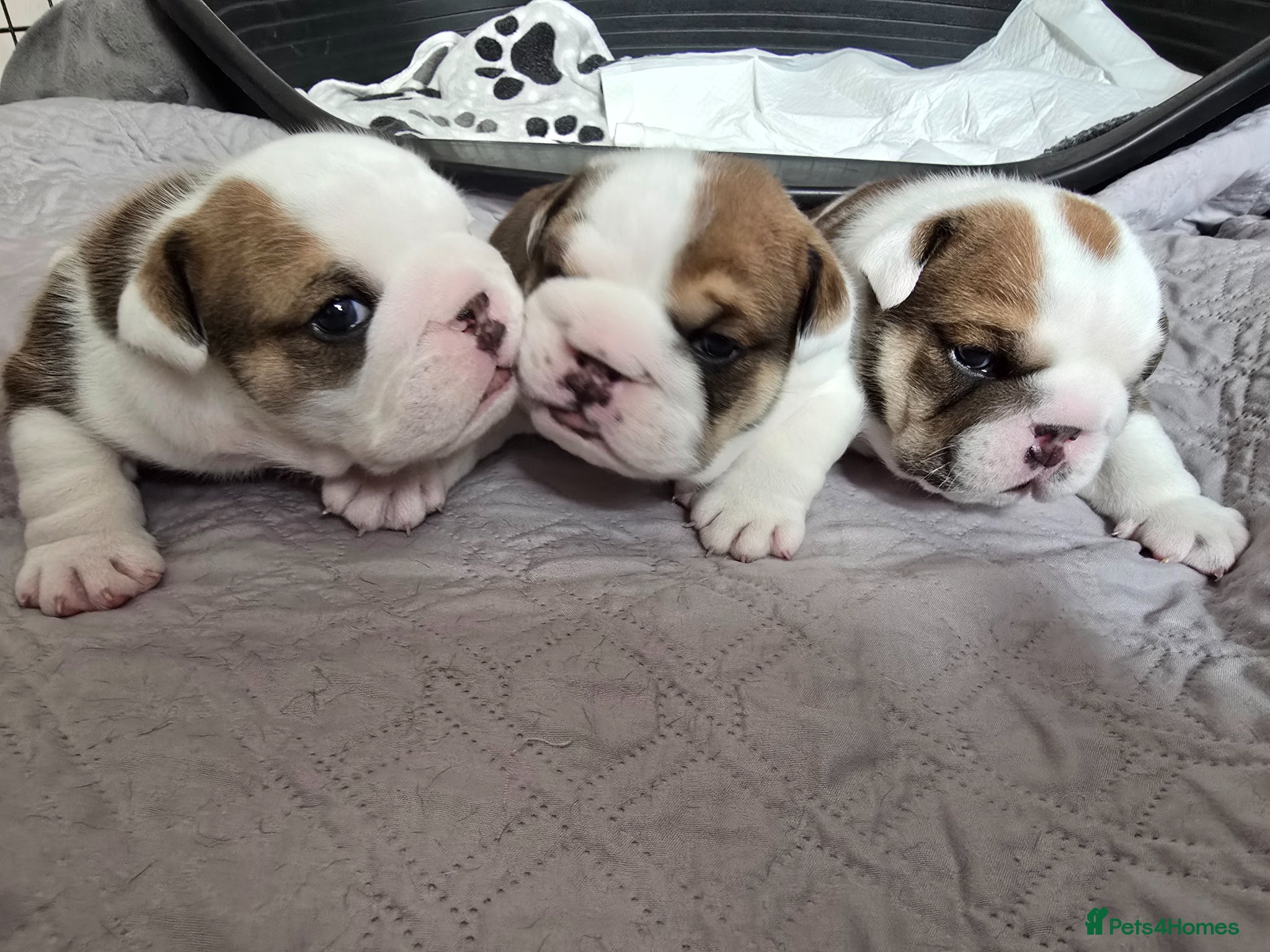 English Bulldog dogs 🐶 🔥KC registered English bulldog puppies✨️🔥 - Advert 4