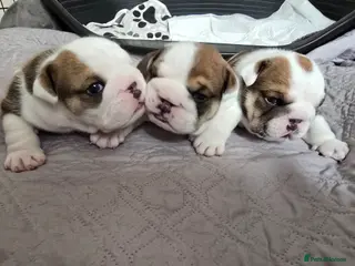 English Bulldog dogs 🐶 🔥KC registered English bulldog puppies✨️🔥 - Advert 4