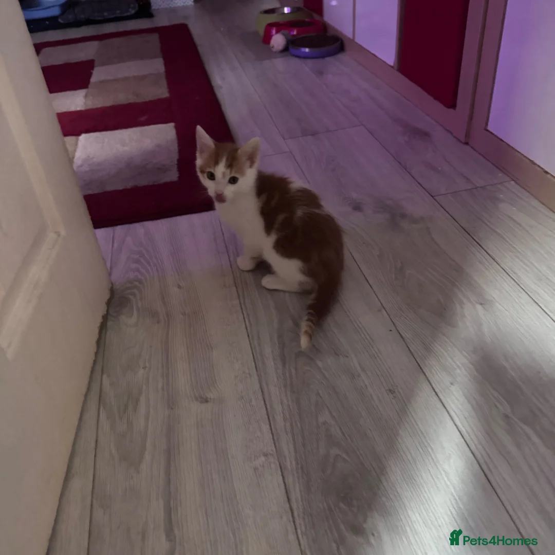 Mixed Breed cats for sale: Calico x boys  - Advert 7