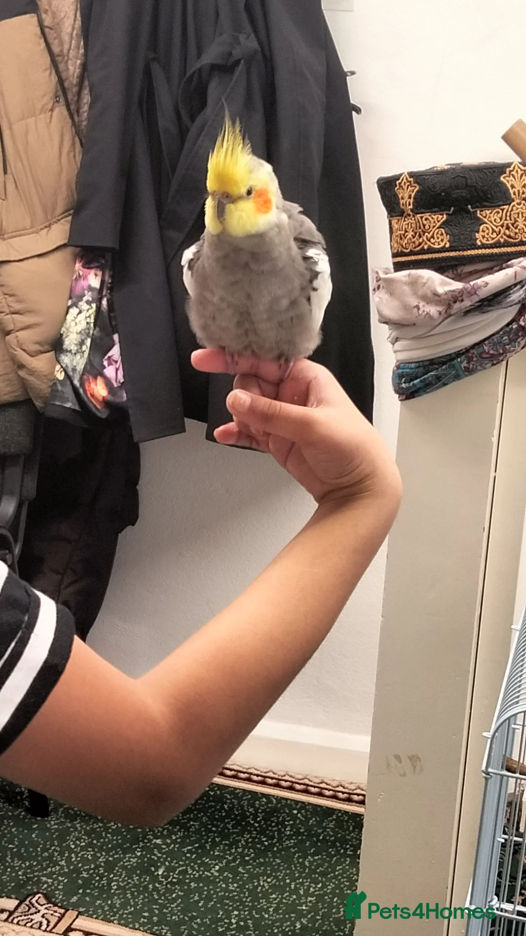 Cockatiels birds for sale: Cockatiel  in Gloucester - Advert 2