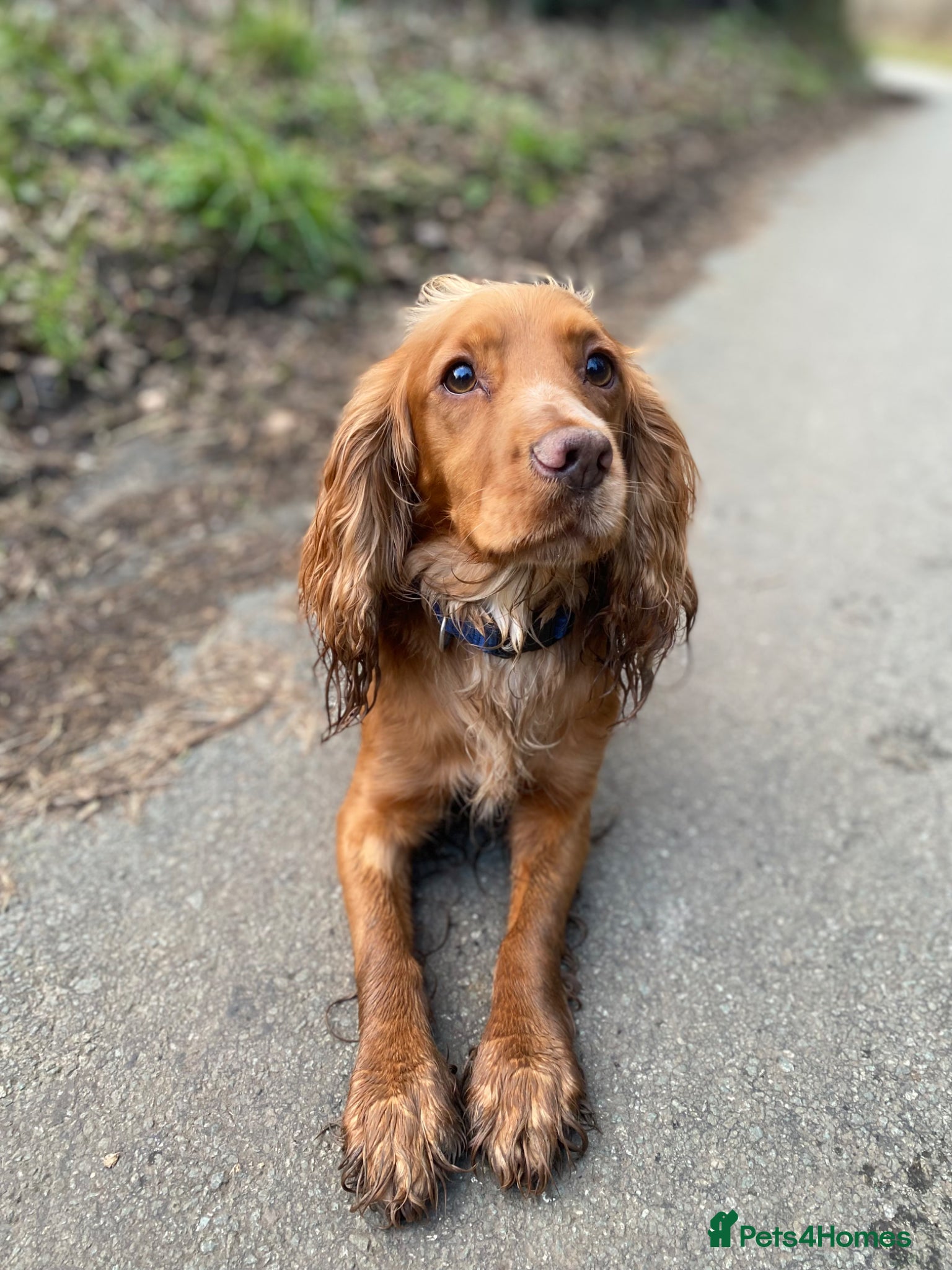 Cockapoo dogs for sale: STUNNING F1 cockapoo puppies  - Advert 2