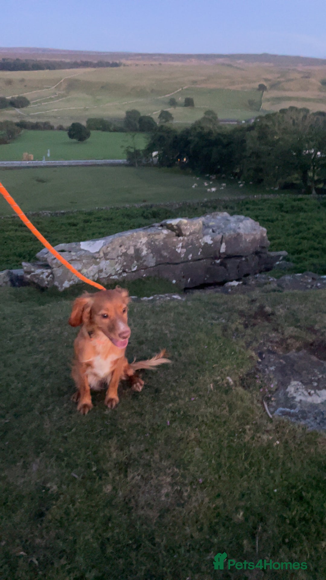 Cocker Spaniel dogs for sale: Stunning Working cocker spaniels  - Advert 21