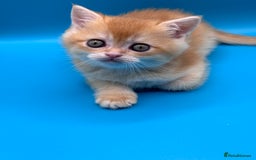 British Shorthair cats for sale: GCCF BSH BY12 GOLDEN CHOCOLATE KITTENS  - Image 7