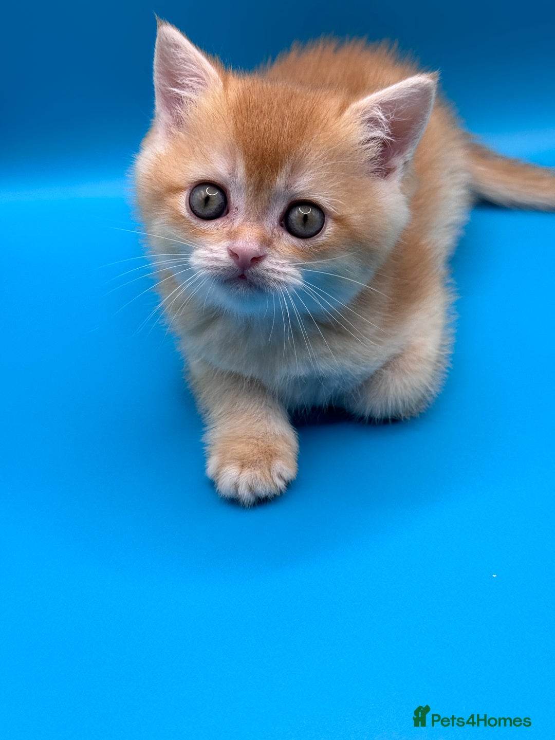 British Shorthair cats for sale: GCCF BSH BY12 GOLDEN CHOCOLATE KITTENS  - Image 7