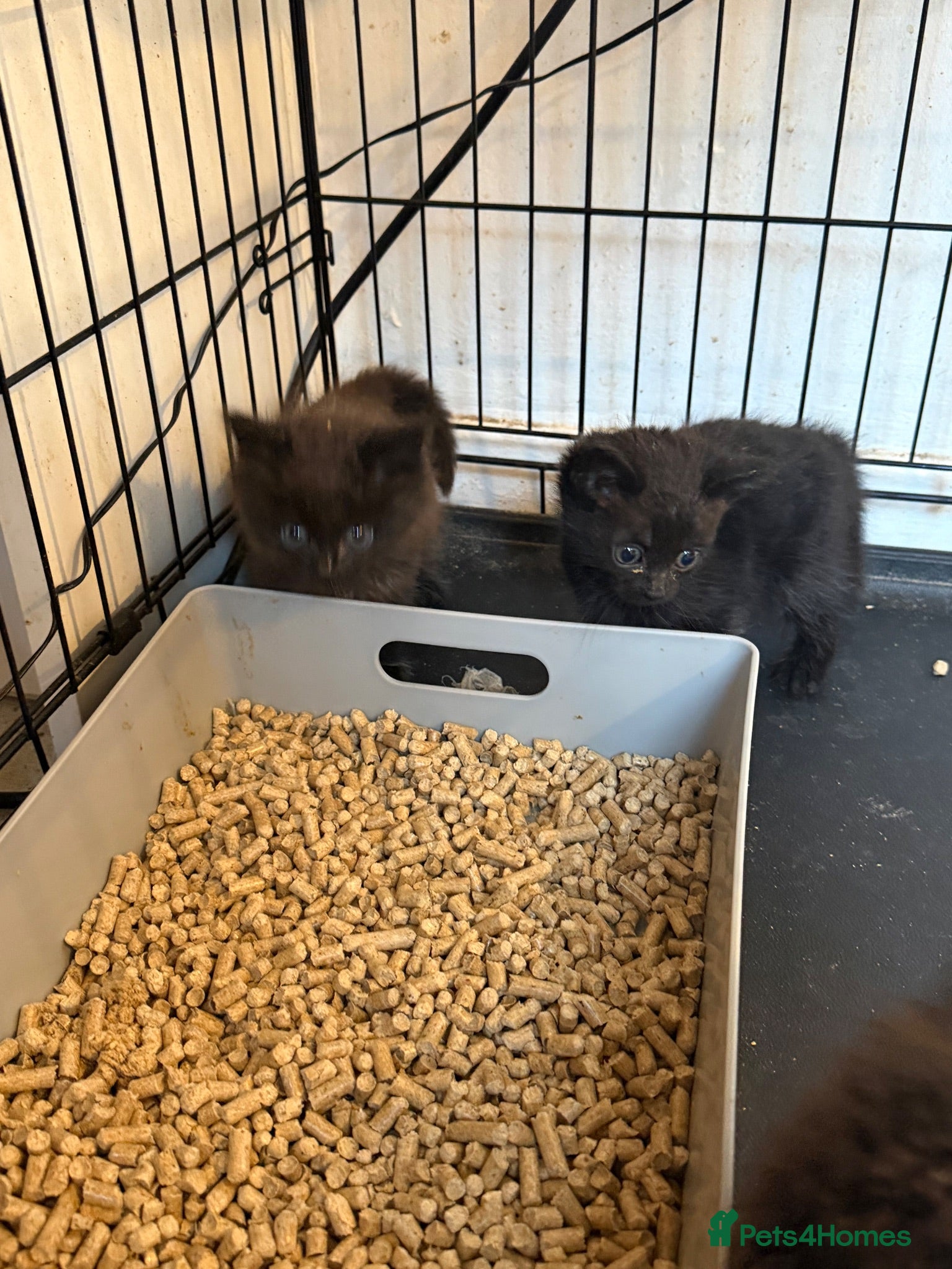 Mixed Breed cats 4 kittens for sale  - Advert 3
