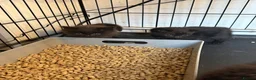 Mixed Breed cats for sale: 4 kittens for sale  - Advert 1