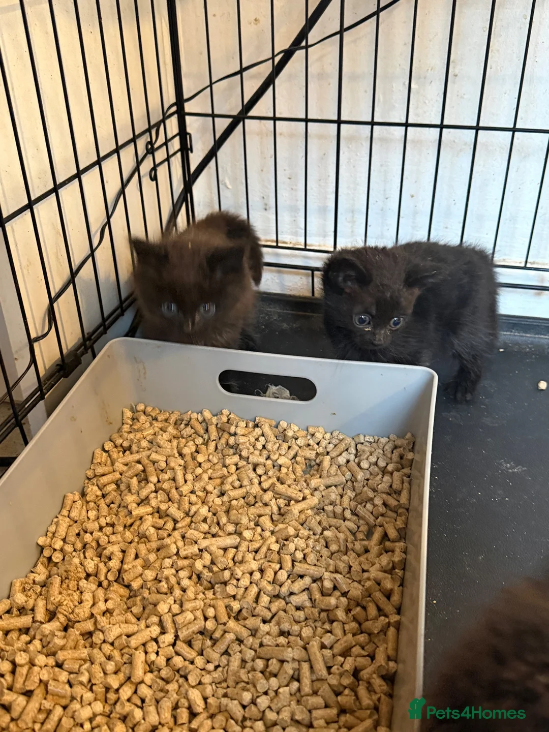 Mixed Breed cats for sale: 4 kittens for sale  - Advert 1