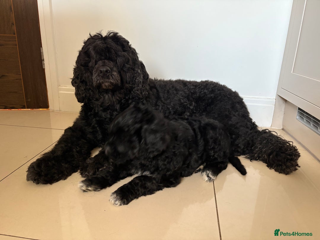 Portuguese Water Dog dogs for sale: Allergy-Friendly Puppy Ready for Her Forever Home - Image 6