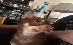 Chihuahua dogs for stud: The boy who never left ….Tommy for Stud - Image 5