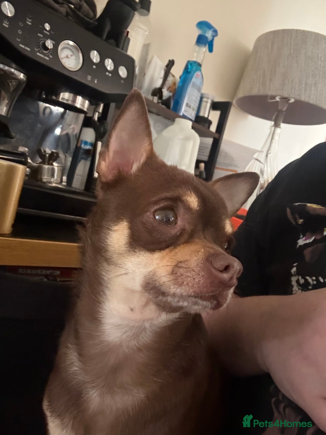 Chihuahua dogs for stud: The boy who never left ….Tommy for Stud - Image 5
