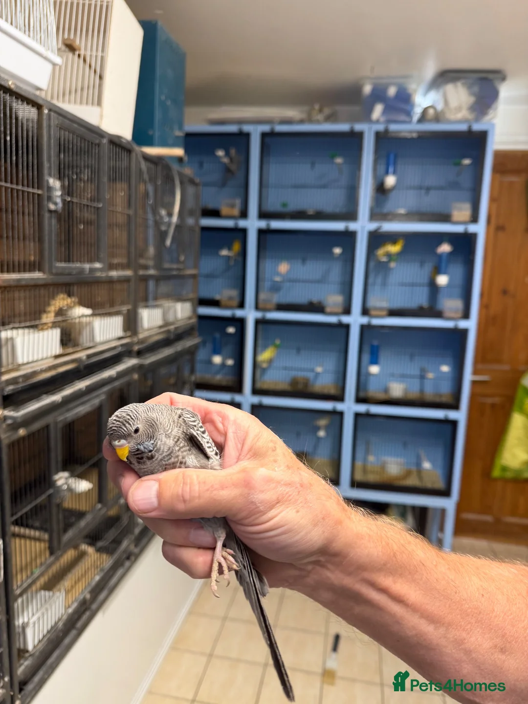 Budgerigars birds for sale: Black face black wings  in Dudley - Advert 11