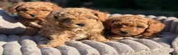 Maltipoo dogs for sale: Angelic Maltipoo Puppies with Playful Spirits in Huddersfield - Advert 7