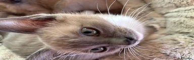Tonkinese 2
