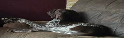 German Shorthaired Pointer dogs for sale: German Shorthaired Pointer puppies - Advert 6