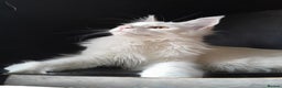 Maine Coon cats for sale: Solid white MaineCoon girl TICA - Advert 17