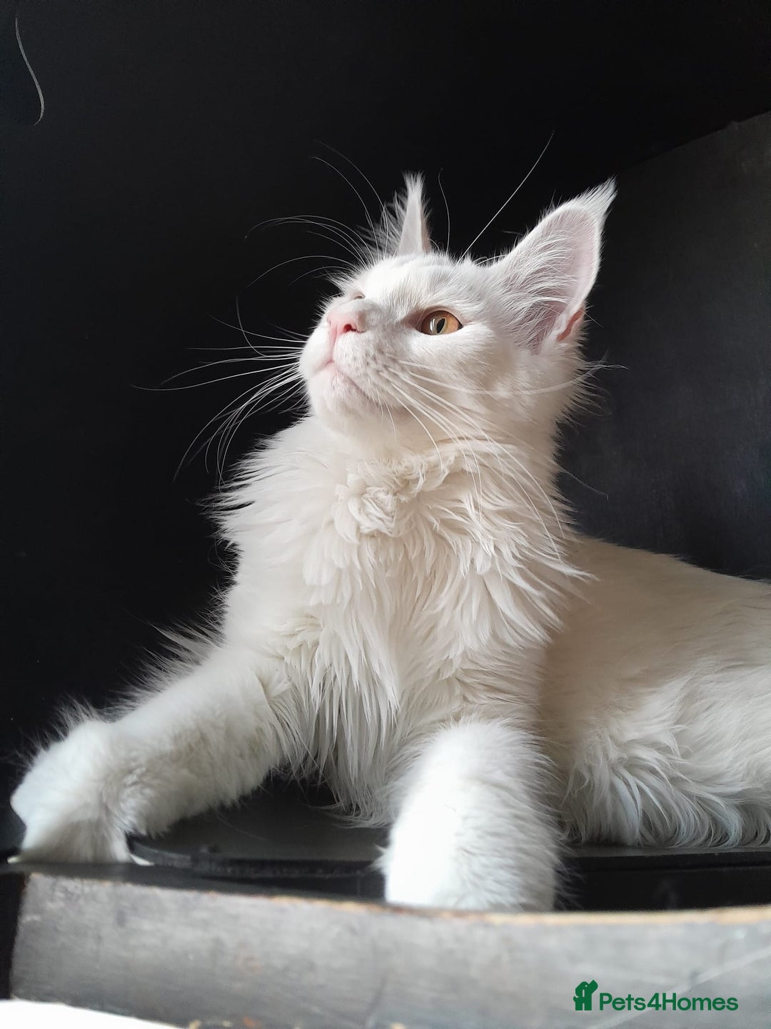 Maine Coon cats for sale: Solid white MaineCoon girl TICA - Advert 17