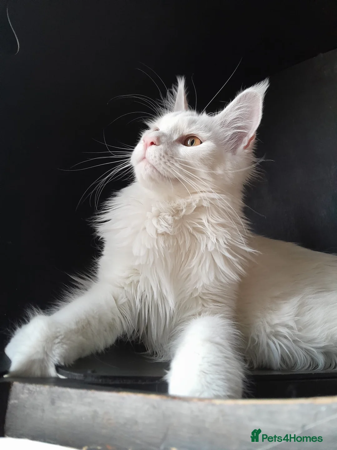 Maine Coon cats for sale: Solid white MaineCoon girl TICA - Advert 17