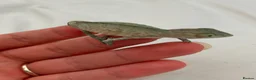 Chameleon reptiles for sale: Blue Ambanja Panther Chameleons  - Advert 17