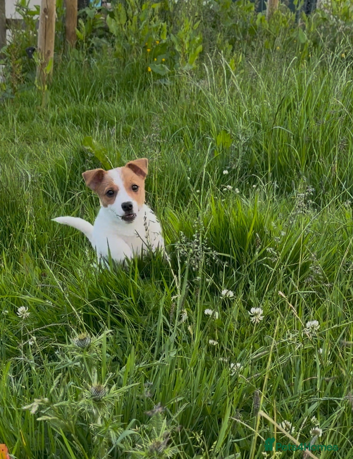Jack Russell dogs BEAUTIFUL BLACK AND TAN AND RED AND WHITE  - Advert 7