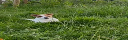 Jack Russell dogs for sale: LAST LITTLE GIRL LEFT WHITE AND TAN READY TO GO - Advert 1