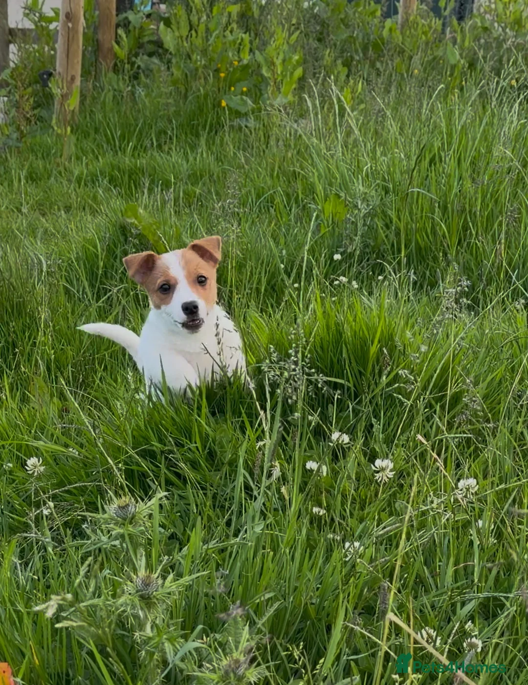 Jack Russell dogs for sale: LAST LITTLE GIRL LEFT WHITE AND TAN READY TO GO - Advert 1