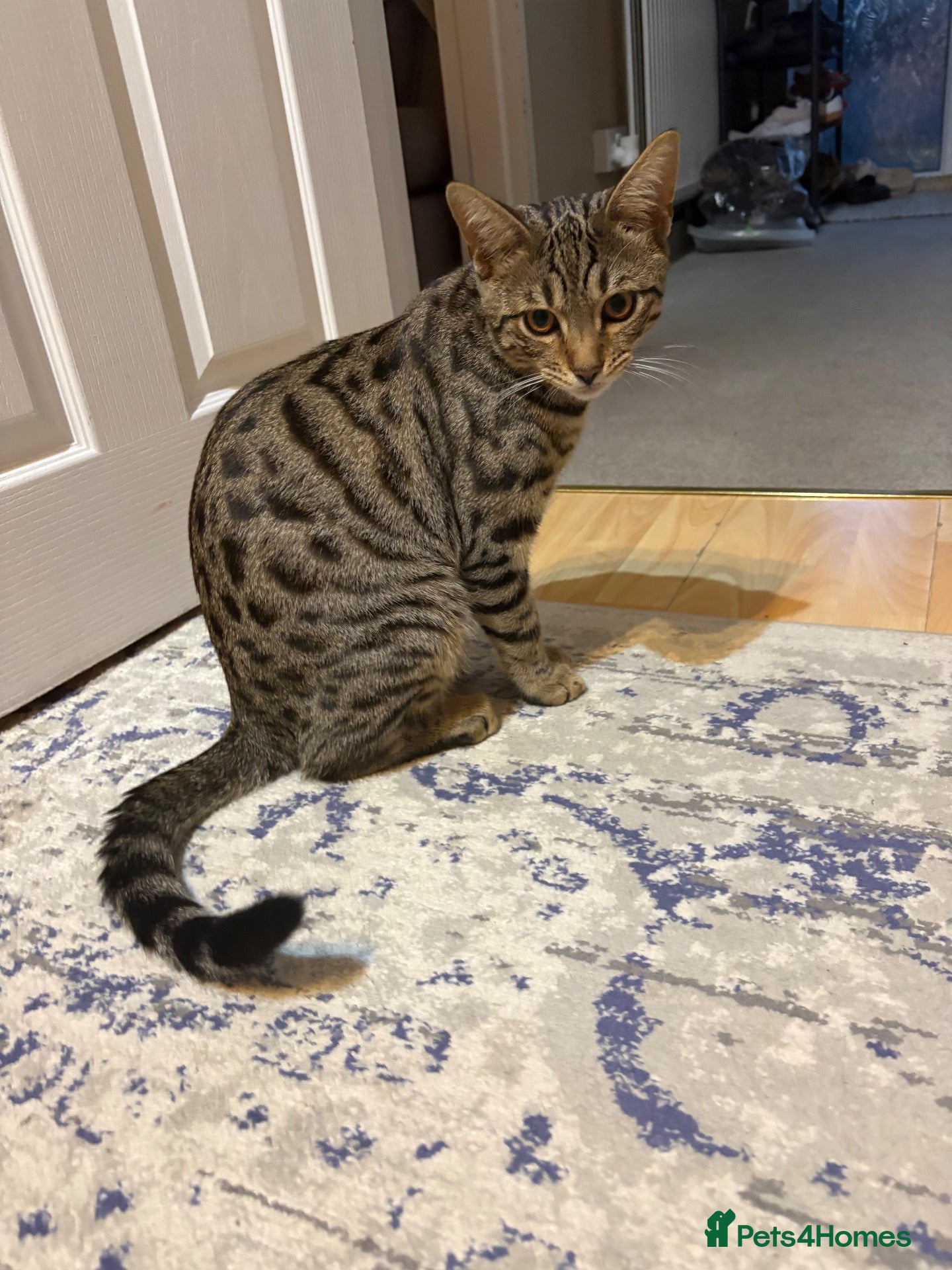Bengal cats 7Month Old Bengal Boy Looking for His Forever Home - Advert 1