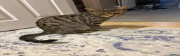 Bengal cats for sale: 7Month Old Bengal Boy Looking for His Forever Home - Advert 1