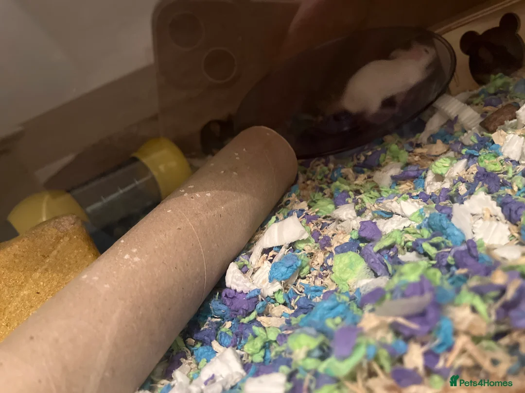 Mouse rodents for sale: Baby fancy mice waiting list  - Advert 2