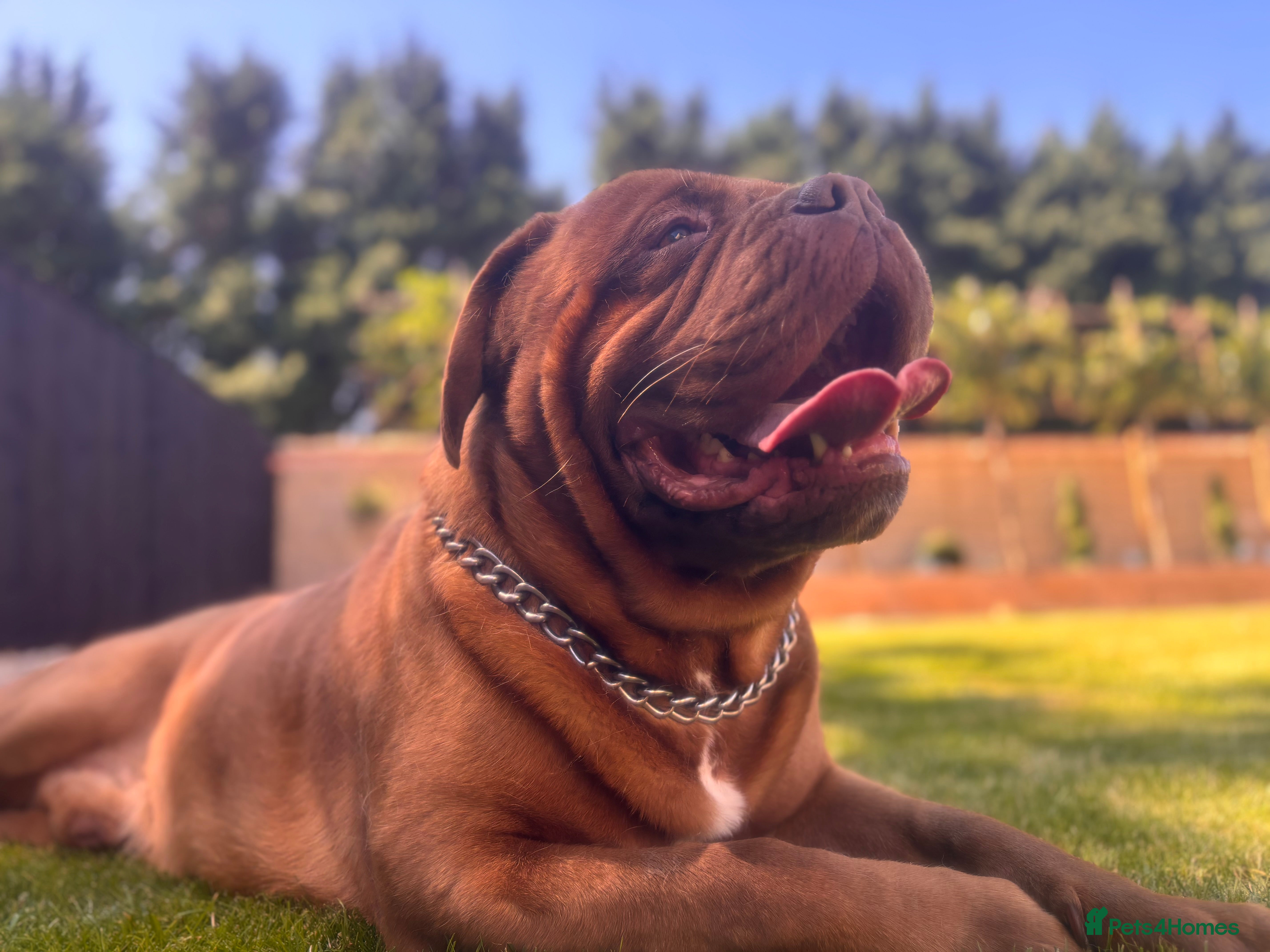 Dogue De Bordeaux dogs **STUD** not for sale kc Bordeaux  - Advert 12