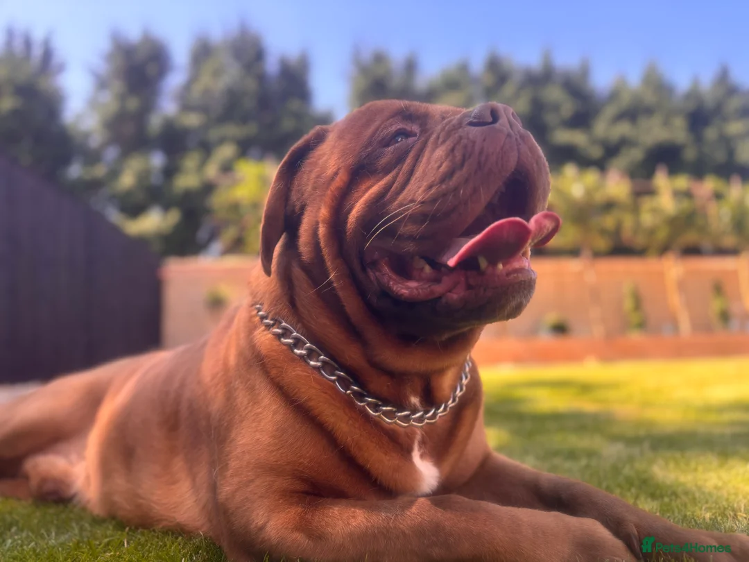 Dogue De Bordeaux dogs for stud: **STUD** not for sale kc Bordeaux  - Advert 1