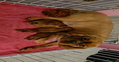 Cavalier King Charles Spaniel dogs Cavalier king charles puppies 32 gen pedigree KC - Advert 6