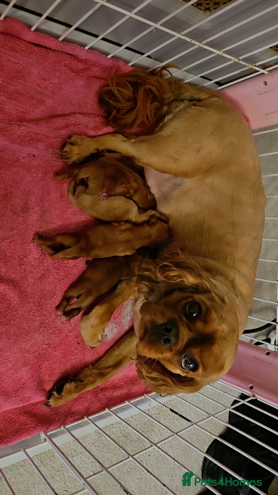 Cavalier King Charles Spaniel dogs for sale: Cavalier king charles puppys READY NOW pedigree KC - Advert 13