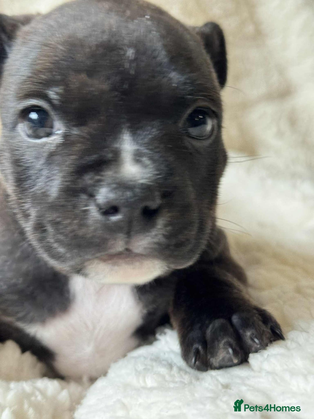 Staffordshire Bull Terrier dogs for sale: Kc registered Staffordshire bull terriers - Advert 15