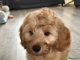 Australian Labradoodle dogs 1 Beautiful Girl still Available - Advert 7