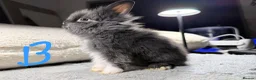 Lionhead rabbits for sale: Beautiful LIONHEAD babies *AVAILABLE* - Advert 6