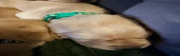 Labrador Retriever dogs for sale: Working Yellow Labrador Retriever Pups - Advert 8