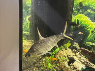 Sharks fish Bala shark - Advert 1