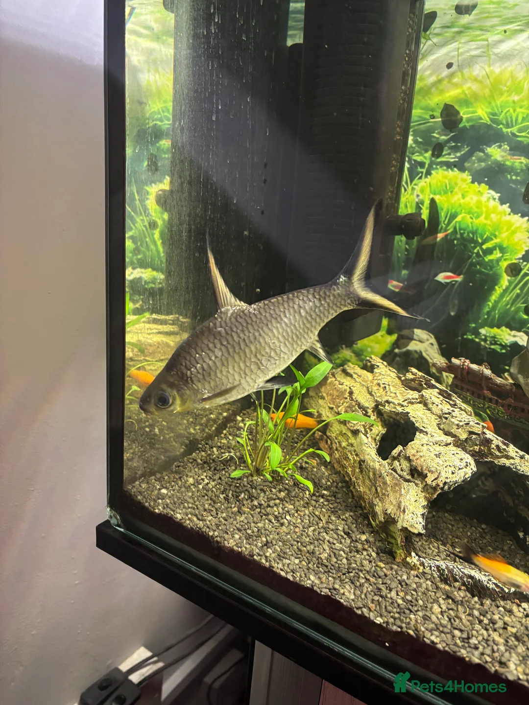 Sharks fish for sale: Bala shark - Advert 1