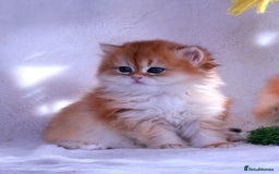 British Longhair cats for sale: ✨Golden British Longhair - Exclusive Kittens✨*🧿 - Advert 12