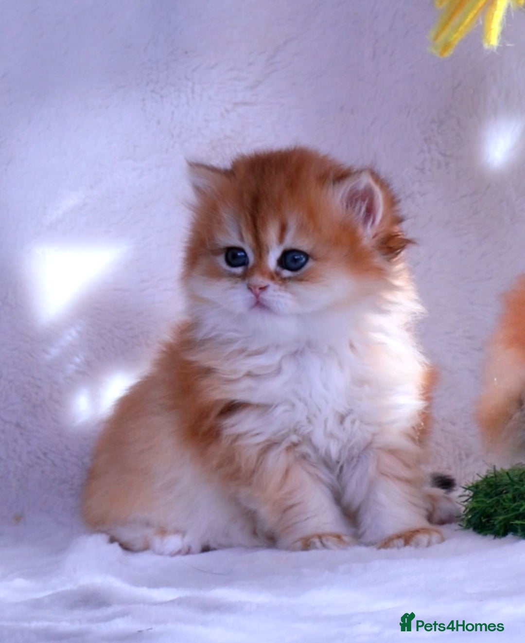 British Longhair cats for sale: ✨Golden British Longhair - Exclusive Kittens✨*🧿 - Advert 12
