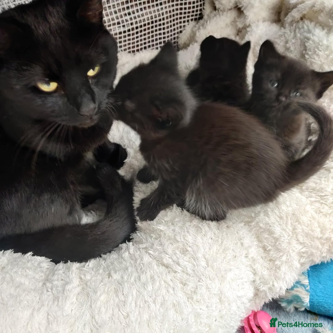 Mixed Breed cats for sale: Adorable 2 kitten  - Advert 11