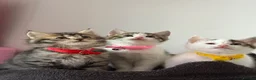 Ragcoon cats for sale: RAGCOONS ragdoll mainecoons - Advert 22