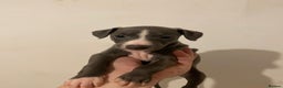 Italian Greyhound dogs for sale: Blue Italian greyhound - Advert 1