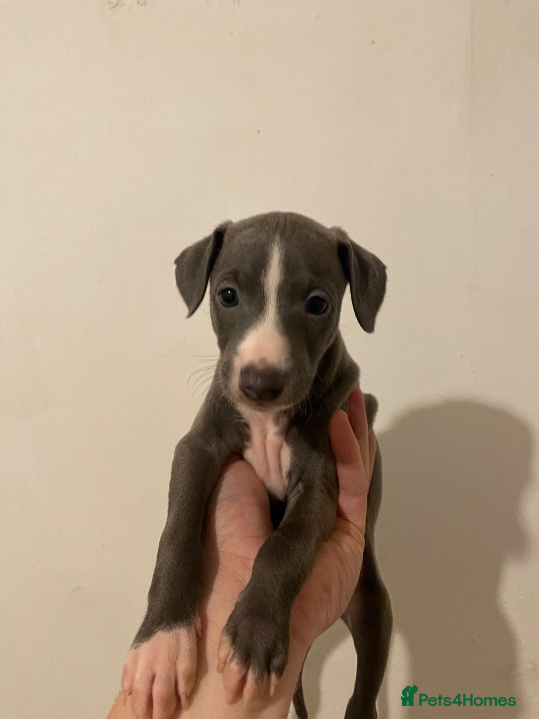 Italian Greyhound dogs for sale: Blue Italian greyhound - Advert 1