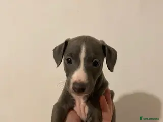 Italian Greyhound dogs Blue Italian greyhound - Advert 2