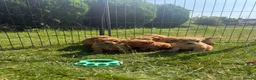 Cavapoo dogs for sale: Beautiful Red Toy Cavapoo Puppies - Advert 7