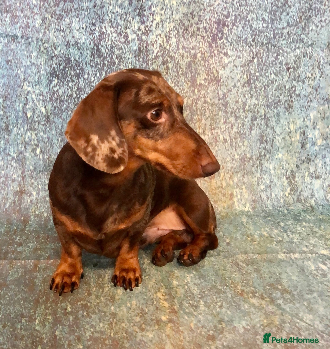 Miniature Dachshund dogs for stud: Mini Dachshund Boy for Stud, KC reg, Choc Dapple in Salford - Advert 3