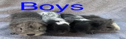 Guinea Pig rodents for sale: Baby guinea pigs  - Advert 8