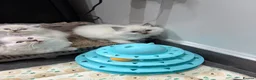 Ragdoll cats for sale: Beautiful Ragdoll Kittens - Advert 2