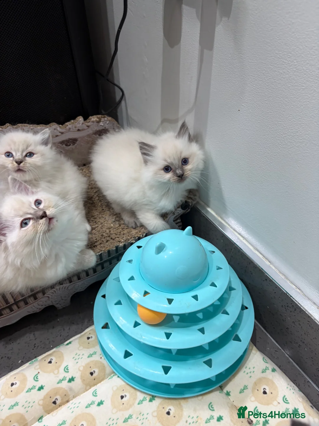 Ragdoll cats for sale: Beautiful Ragdoll Kittens - Advert 2